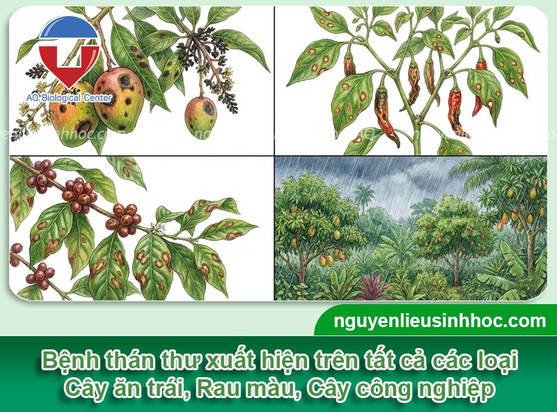 Bệnh thán thư là gì? Nguyên nhân, Dấu hiệu và thuốc đặc trị 4 Bệnh thán thư là gì? Nguyên nhân, Dấu hiệu và thuốc đặc trị