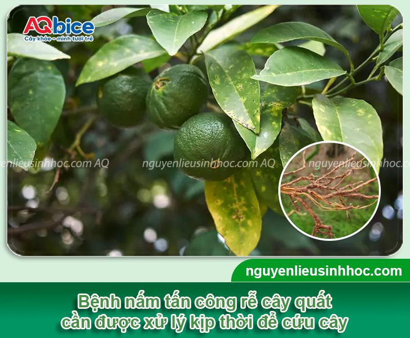 Các bệnh thường gặp ở cây quất: Cách phòng trừ hiệu quả 2 Các bệnh thường gặp ở cây quất: Phòng trị hiệu quả