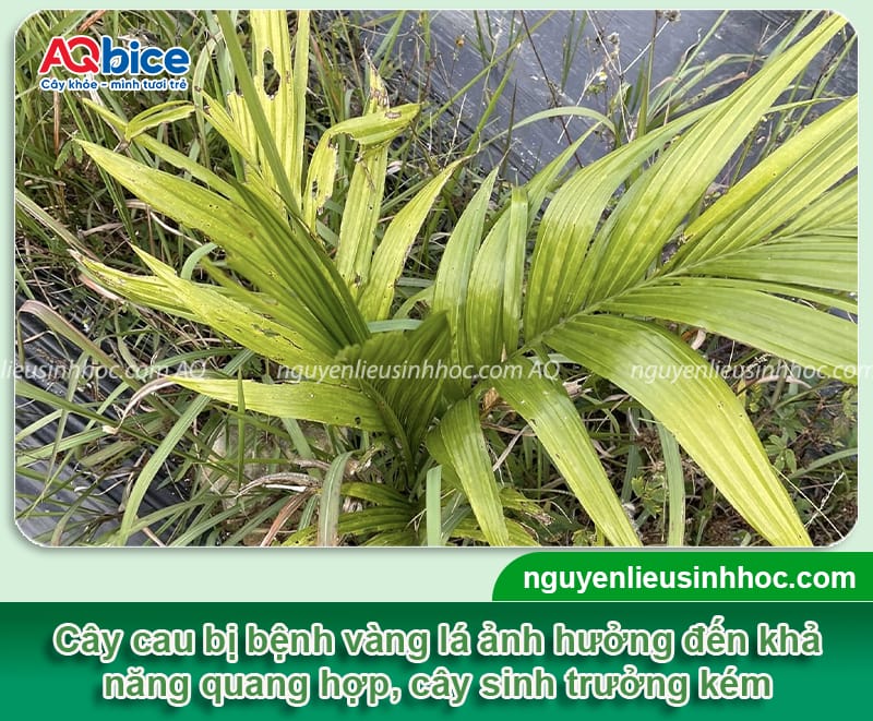 Các bệnh thường gặp ở cây cau: Triệu chứng và cách phòng trừ