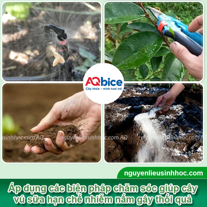 Nguyên nhân bệnh thối trái vú sữa và cách phòng trừ