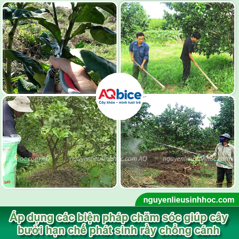 Rầy chổng cánh hại bưởi: Cách nhận biết và Phòng trừ an toàn 4 Rầy chổng cánh hại bưởi: Cách nhận biết và phòng trừ an toàn