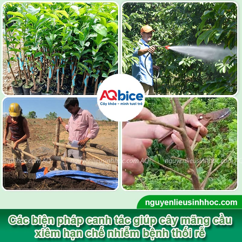 Nguyên nhân thối rễ mãng cầu xiêm và cách phòng trừ an toàn