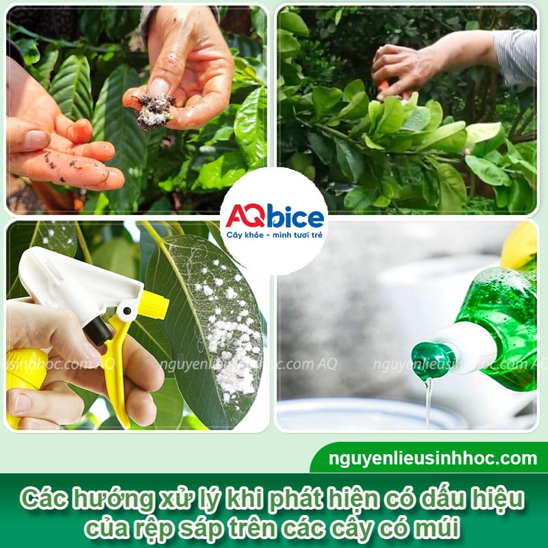 Nhận biết rệp sáp trên cây có múi và Cách phòng trị triệt để 4 Nhận biết rệp sáp trên cây có múi và cách điều trị an toàn