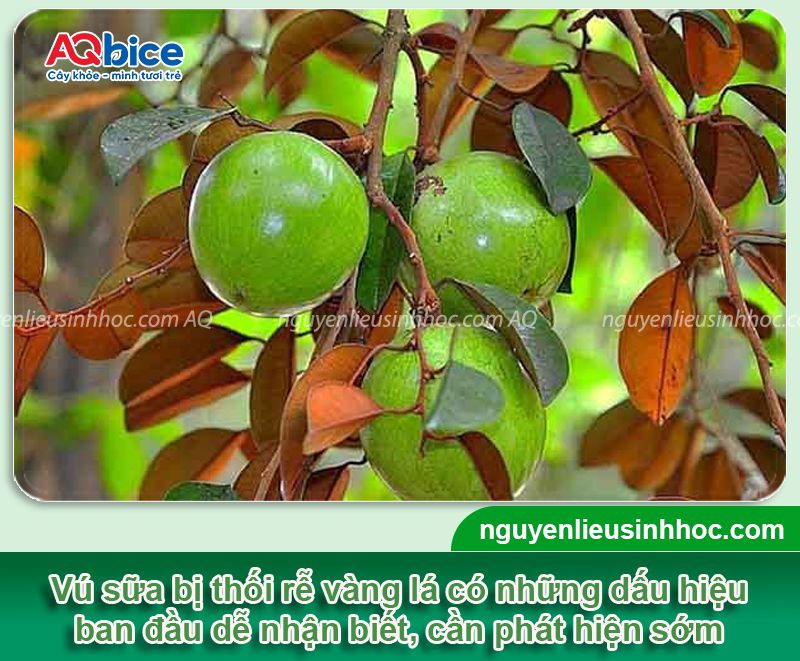 Nguyên nhân cây vú sữa bị vàng lá và Cách xử lý hiệu quả 2 Cây vú sữa bị vàng lá: Nguyên nhân, cách xử lý hiệu quả