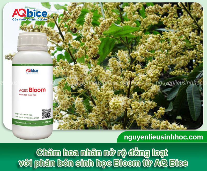 Cách xử lý nhãn ra hoa nghịch vụ đúng kỹ thuật, tăng tỷ lệ đậu trái