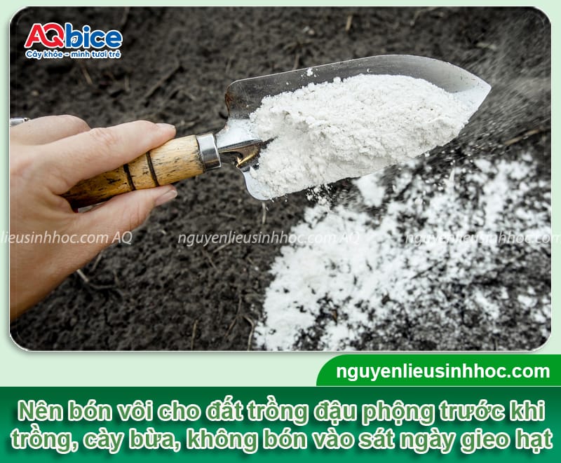 Kỹ thuật bón vôi cho cây đậu phộng, cải tạo đất hiệu quả