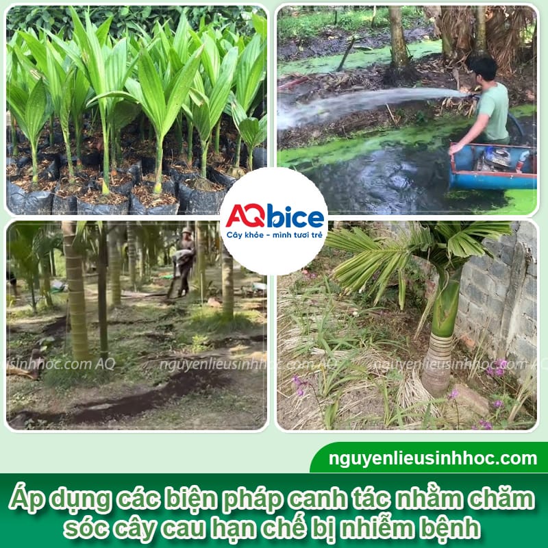 Các bệnh thường gặp ở cây cau: Triệu chứng và cách phòng trừ