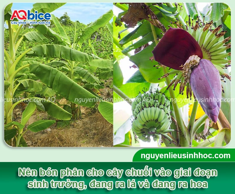 Hướng dẫn cách bón phân cho cây chuối theo từng giai đoạn