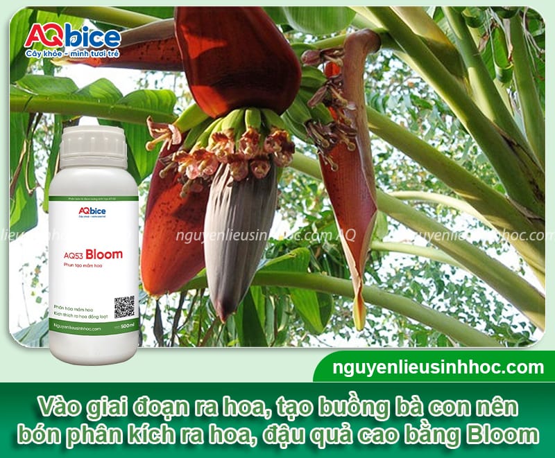 Hướng dẫn cách bón phân cho cây chuối theo từng giai đoạn