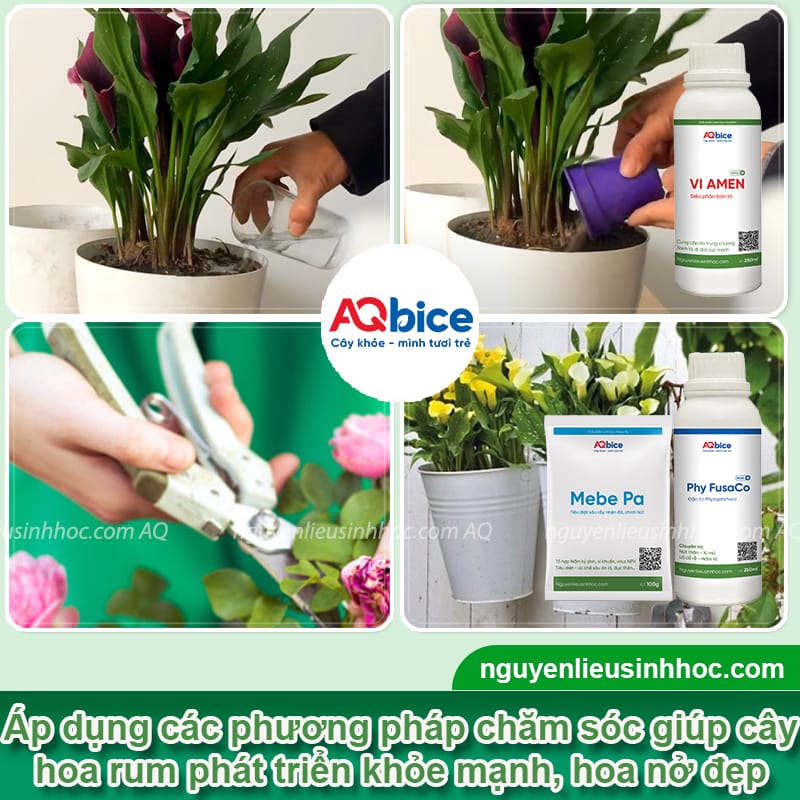 Cây hoa rum là gì? Cách trồng và chăm sóc hoa nở to, đẹp