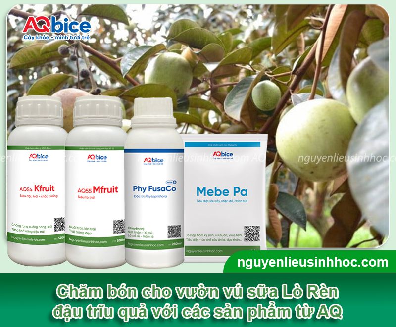 Vú sữa Lò Rèn trồng bao lâu có trái? Cách chăm trái ra nhiều