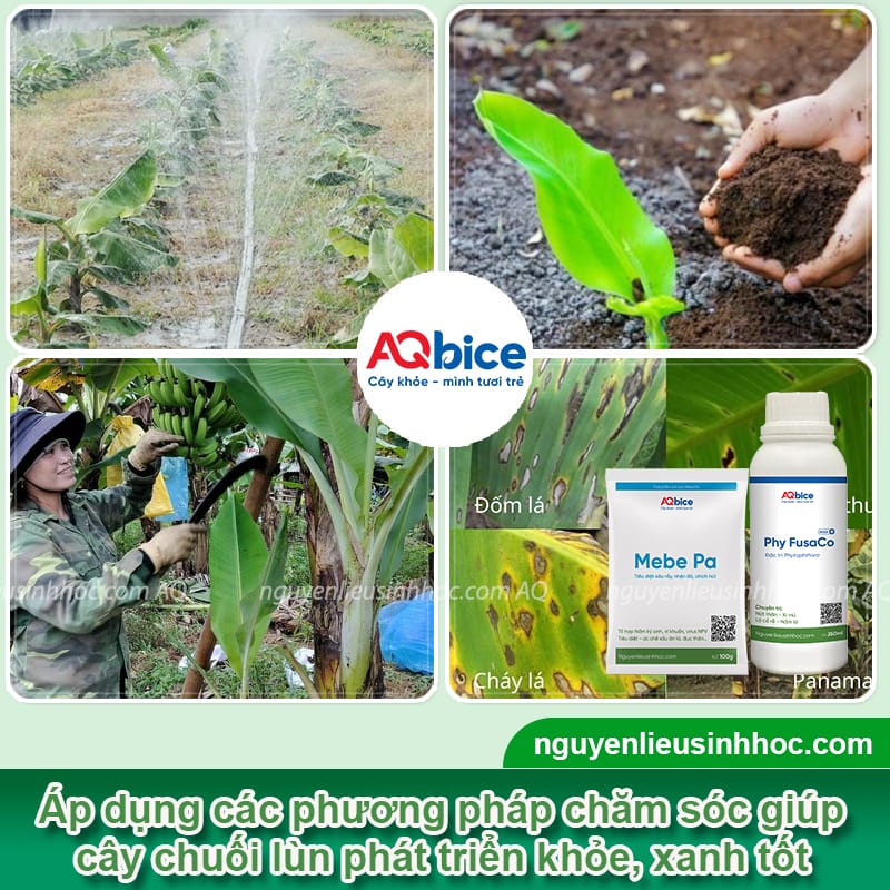 Kỹ thuật trồng chuối lùn cho năng suất cao và ít sâu bệnh 5 Kỹ thuật trồng chuối lùn cho năng suất cao và ít sâu bệnh