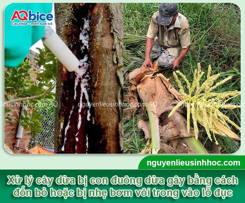 Hướng dẫn cách diệt đuông dừa tận gốc, giúp vườn khỏe mạnh