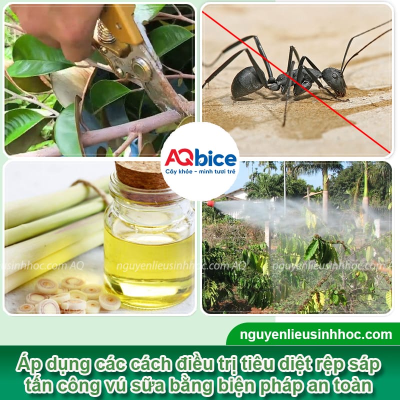 Nhận biết rệp sáp hại vú sữa và cách phòng trừ an toàn