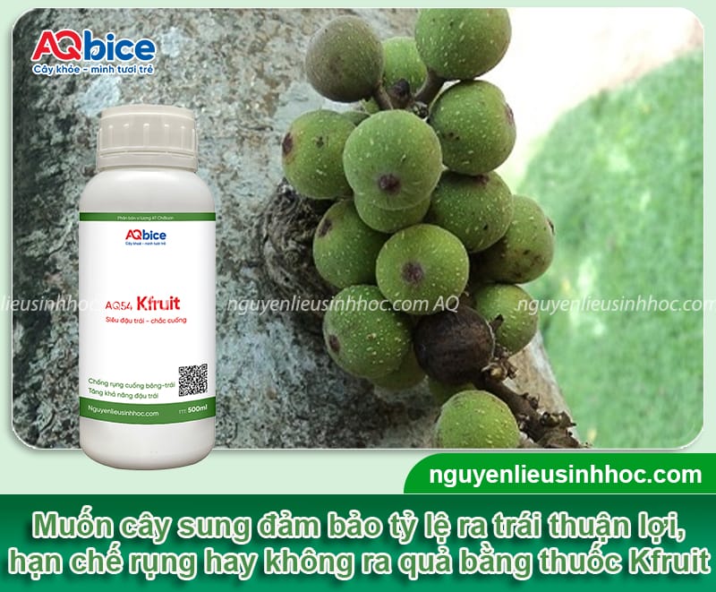 Bí quyết cách làm cây sung ra quả sai, kịp dịp Tết 2026