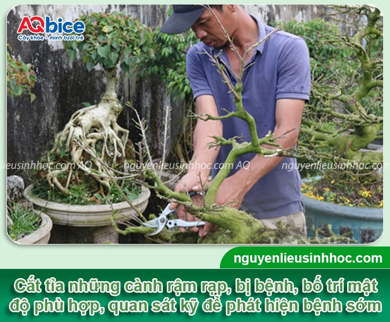 Bệnh đốm đồng tiền trên cây mai do đâu và Cách xử lý 4 Nguyên nhân bệnh đốm đồng tiền trên cây mai và cách điều trị