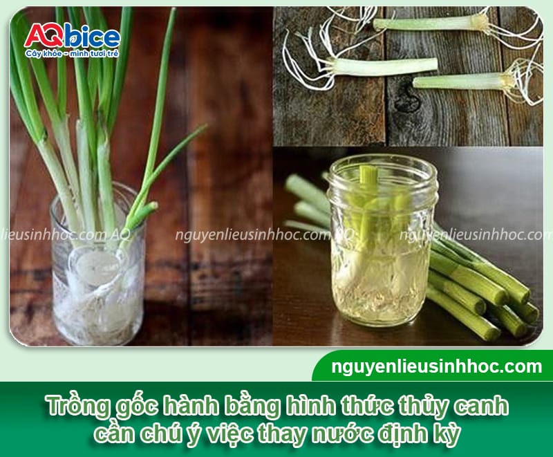 Cách trồng hành lá bằng gốc đơn giản, tiện lợi và tiết kiệm