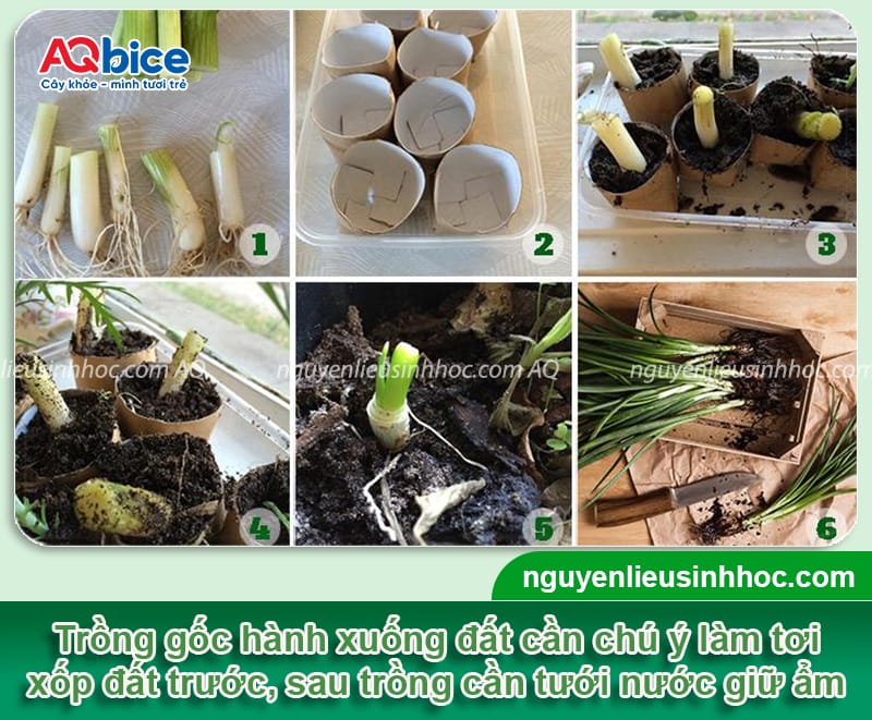 Cách trồng hành lá bằng gốc đơn giản, tiện lợi và tiết kiệm