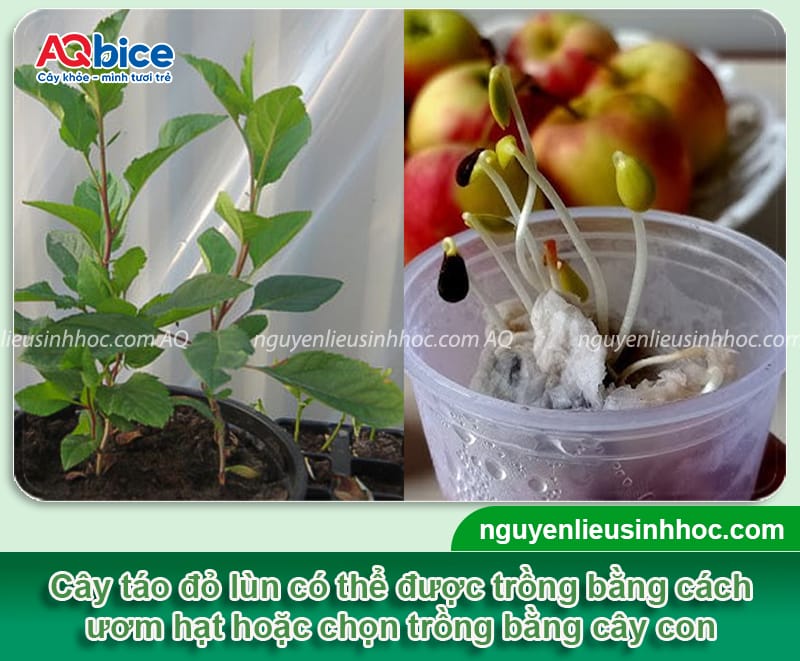 Hướng dẫn cách trồng táo đỏ lùn đơn giản, tỷ lệ sống cao 4 Hướng dẫn cách trồng táo đỏ lùn với tỷ lệ sống cao