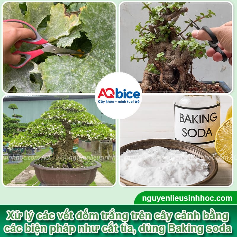 Bệnh đốm trắng trên cây cảnh: Nguyên nhân và cách điều trị