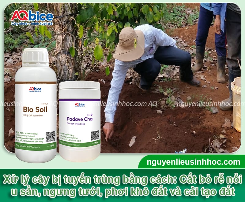 Nguyên nhân cây bị tuyến trùng và cách phòng trừ hiệu quả