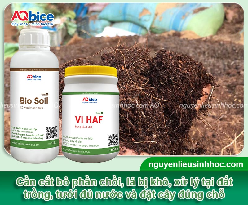 Cây tùng tuyết mai bị khô lá do đâu và cách điều trị an toàn