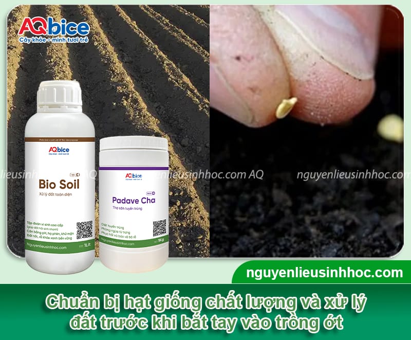 Cách trồng ớt hiểm xanh đúng kỹ thuật, trái ra quanh năm