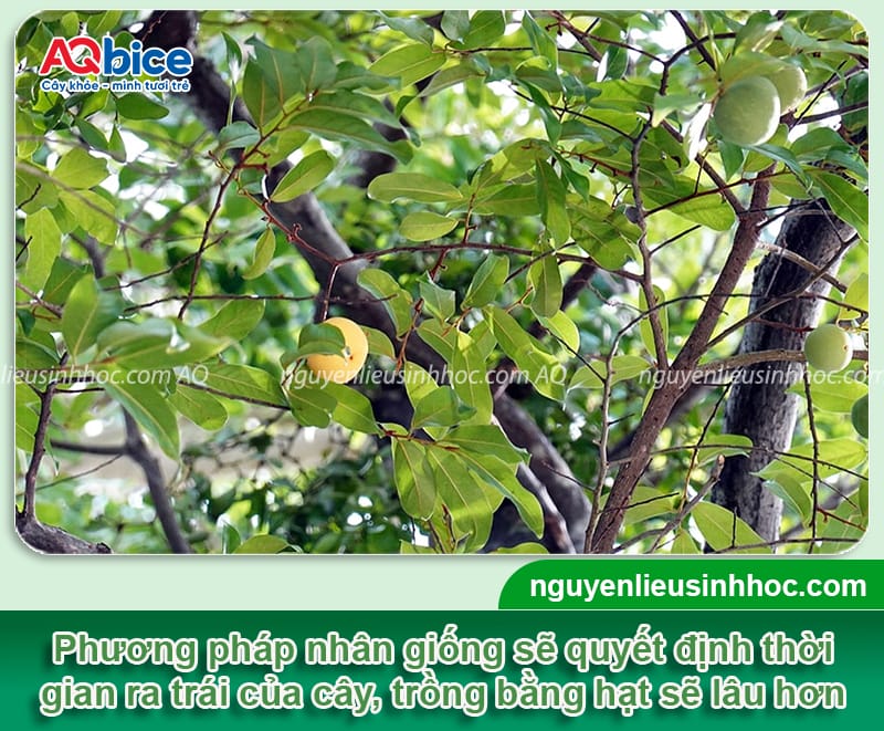 Cây thị trồng bao lâu có trái? Kỹ thuật chăm sóc để ra quả