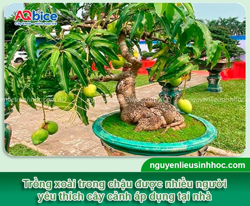 Bí quyết trồng xoài trong chậu sai trĩu quả, ít sâu bệnh