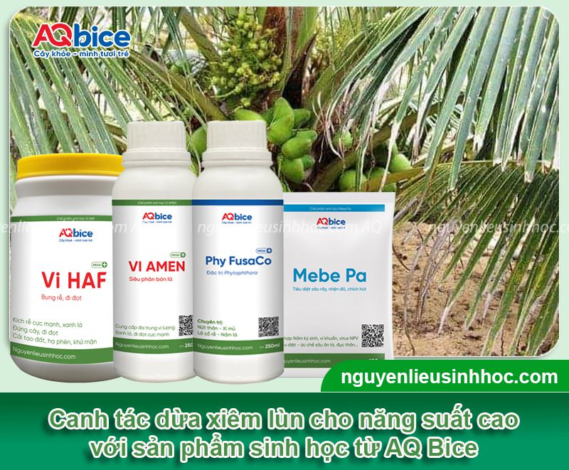 Kỹ thuật trồng dừa xiêm lùn và chăm sóc cây sai trĩu quả 4 Kỹ thuật trồng dừa xiêm lùn và chăm sóc cây sai trĩu quả