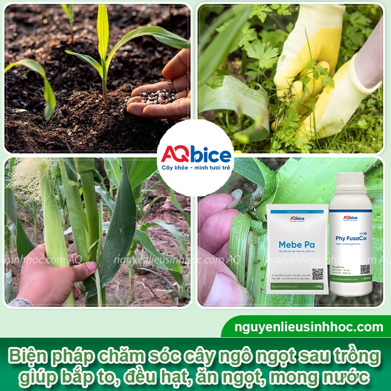 Thời vụ trồng ngô ngọt ở miền Bắc để cây khỏe, trái nhiều 5 Thời vụ trồng ngô ngọt ở miền Bắc theo từng vùng ở nơi đây