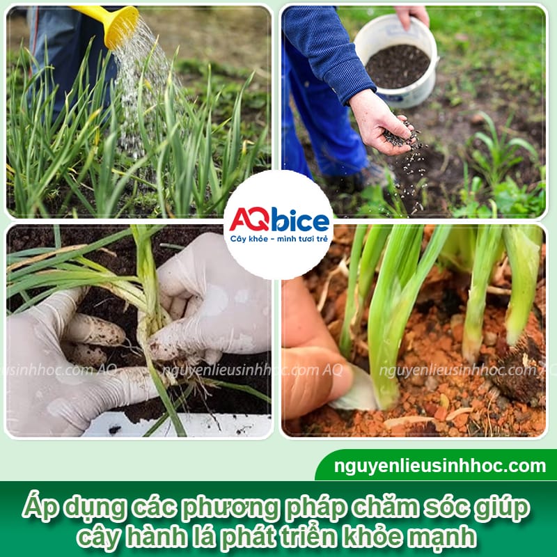 Cách trồng hành lá bằng gốc đơn giản, tiện lợi và tiết kiệm