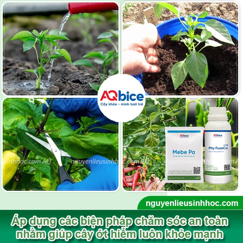 Cách trồng ớt hiểm xanh đúng kỹ thuật, trái ra quanh năm