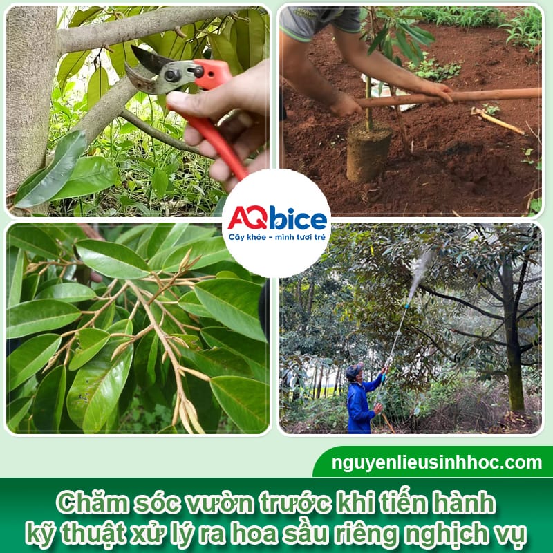 Kỹ thuật xử lý ra hoa sầu riêng nghịch vụ: Hốt bạc trái mùa 3 Kỹ thuật xử lý ra hoa sầu riêng nghịch vụ: Hốt bạc trái mùa