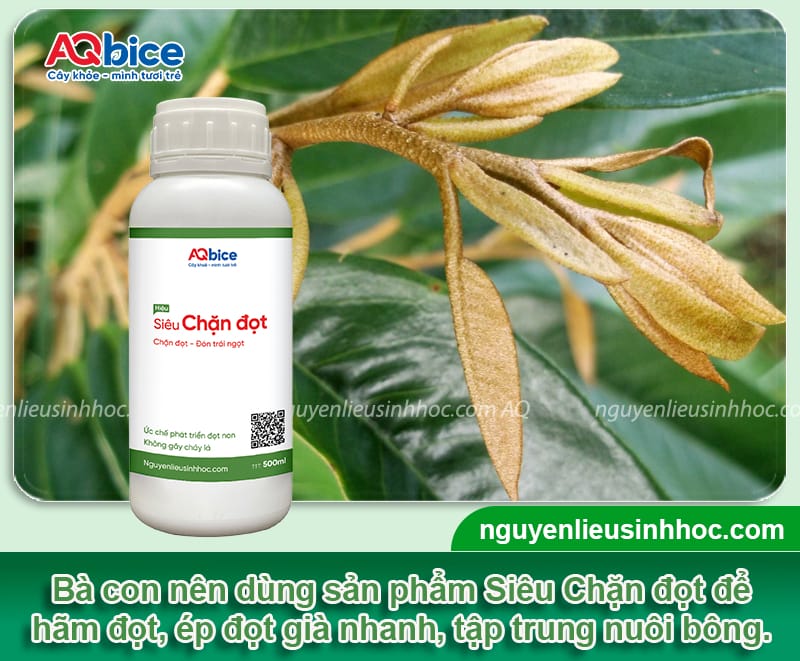 Kỹ thuật xử lý ra hoa sầu riêng nghịch vụ: Hốt bạc trái mùa 5 Kỹ thuật xử lý ra hoa sầu riêng nghịch vụ: Hốt bạc trái mùa