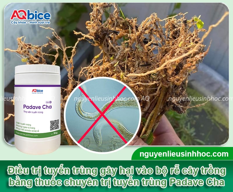 Nguyên nhân cây bị tuyến trùng và cách phòng trừ hiệu quả