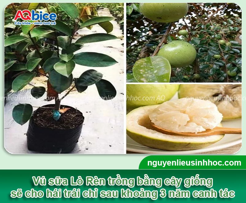 Vú sữa Lò Rèn trồng bao lâu có trái? Cách chăm trái ra nhiều