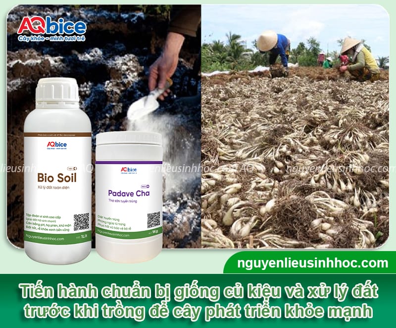 Hướng dẫn cách trồng củ kiệu đúng cách, củ to, trắng giòn