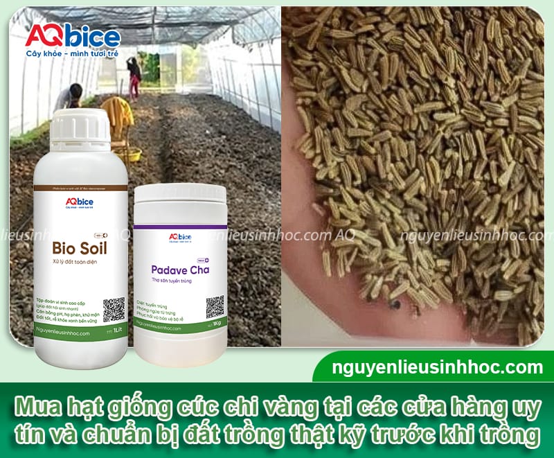 Hướng dẫn cách trồng hoa cúc chi vàng nở đúng dịp Tết 2026 3 Hướng dẫn cách trồng hoa cúc chi vàng nở đúng dịp Tết 2026