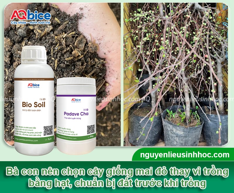 Hướng dẫn chi tiết trồng cây mai đỏ và chăm sóc đúng cách