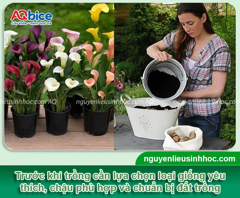 Cây hoa rum là gì? Cách trồng và chăm sóc hoa nở to, đẹp