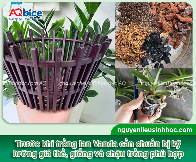 Cách trồng lan Vanda: Bí quyết chăm sóc để hoa nở rực rỡ 3 Cách trồng lan Vanda: Bí quyết chăm sóc và ra hoa đẹp