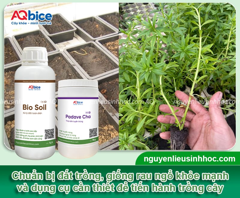 Cách trồng rau ngổ xanh tốt, mập cây, đạt năng suất cao