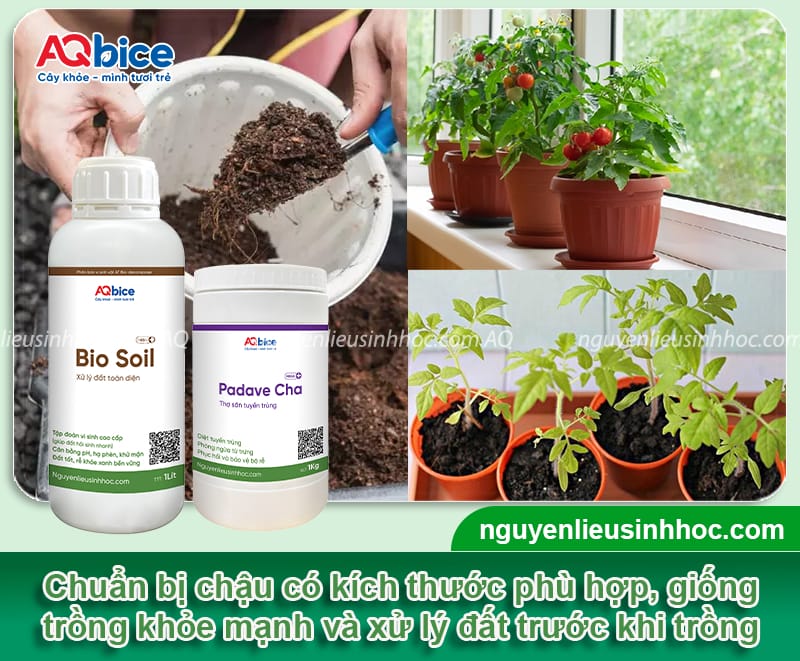 Hướng dẫn cách trồng cà chua trong chậu hoa ra đều, sai quả