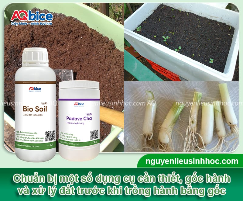 Cách trồng hành lá bằng gốc đơn giản, tiện lợi và tiết kiệm