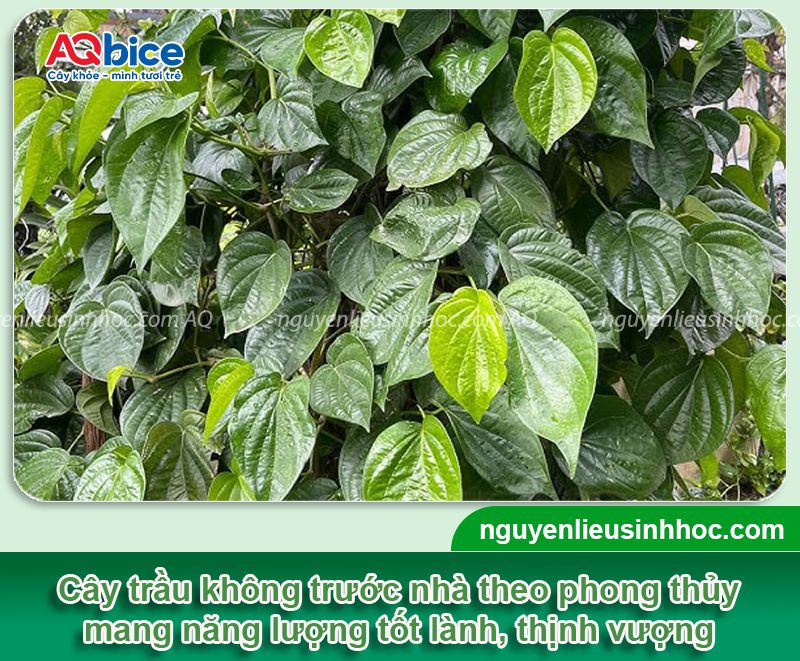 Có nên trồng cây trầu không trước nhà? Ý nghĩa phong thủy