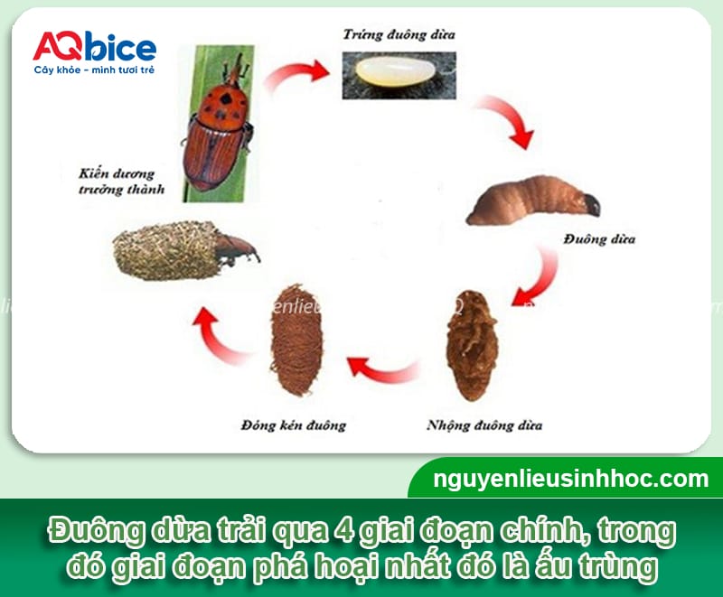 Hướng dẫn cách diệt đuông dừa tận gốc, giúp vườn khỏe mạnh