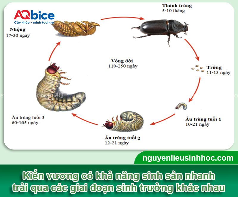 Top các cách diệt kiến vương hại dừa hiệu quả triệt để 2 Top các cách diệt kiến vương hại dừa hiệu quả, an toàn