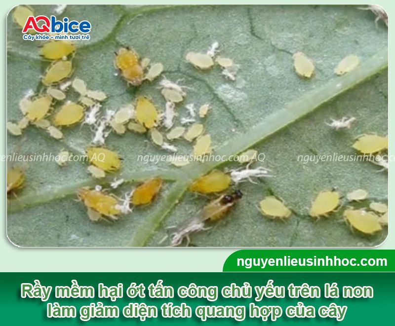 Rầy mềm hại ớt: Đặc điểm nhận biết, cách phòng trừ hiệu quả