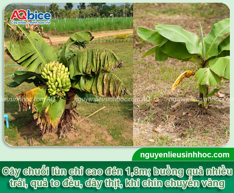 Kỹ thuật trồng chuối lùn cho năng suất cao và ít sâu bệnh 2 Kỹ thuật trồng chuối lùn cho năng suất cao và ít sâu bệnh